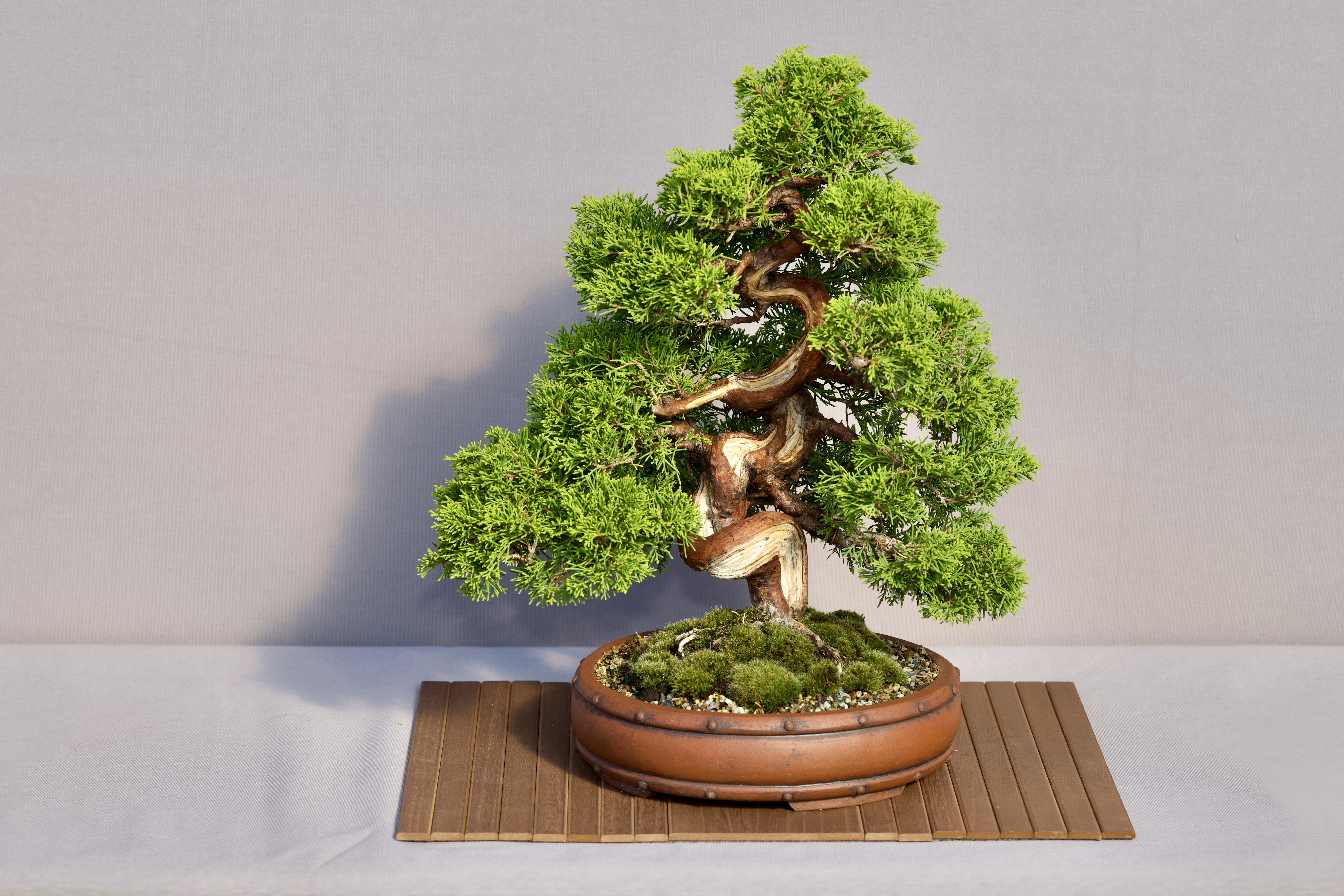 Platz 1 - Baum Nr. 8: Chinesischer Wachholder (Juniperus chinensis) als frei aufrechte Form