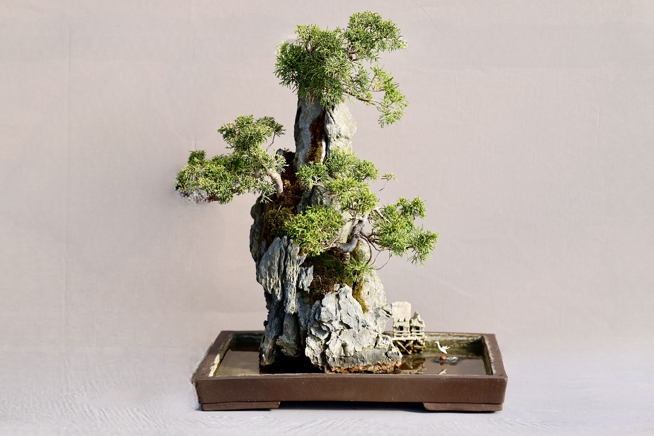 Platz 2 - Baum Nr. 31: Chinesischer Wachholder (Juniperus chinensis) als Felsenpflanzung