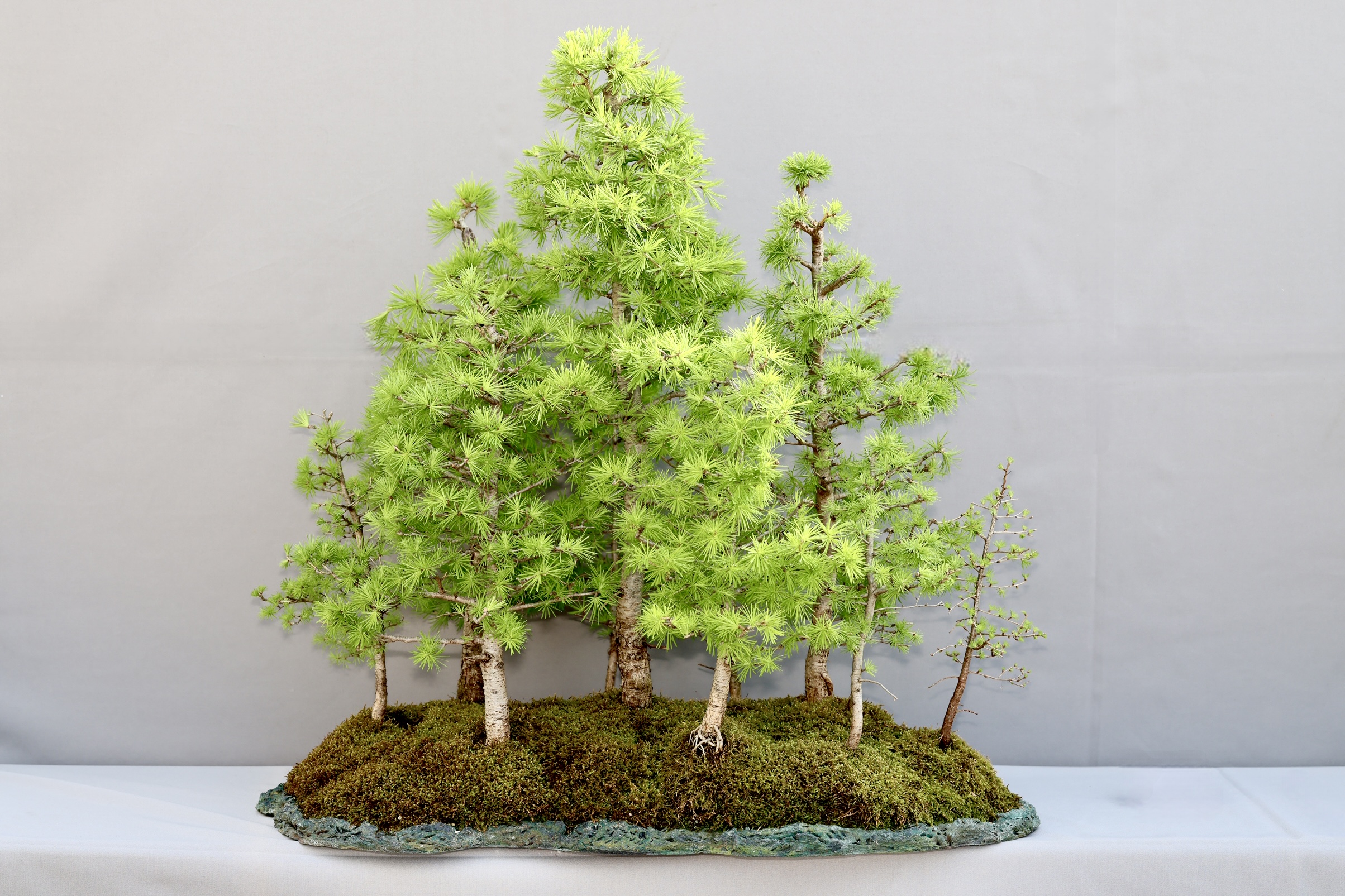 Platz 3 - Baum Nr. 2: Lärche (Larix spec.) als Wald