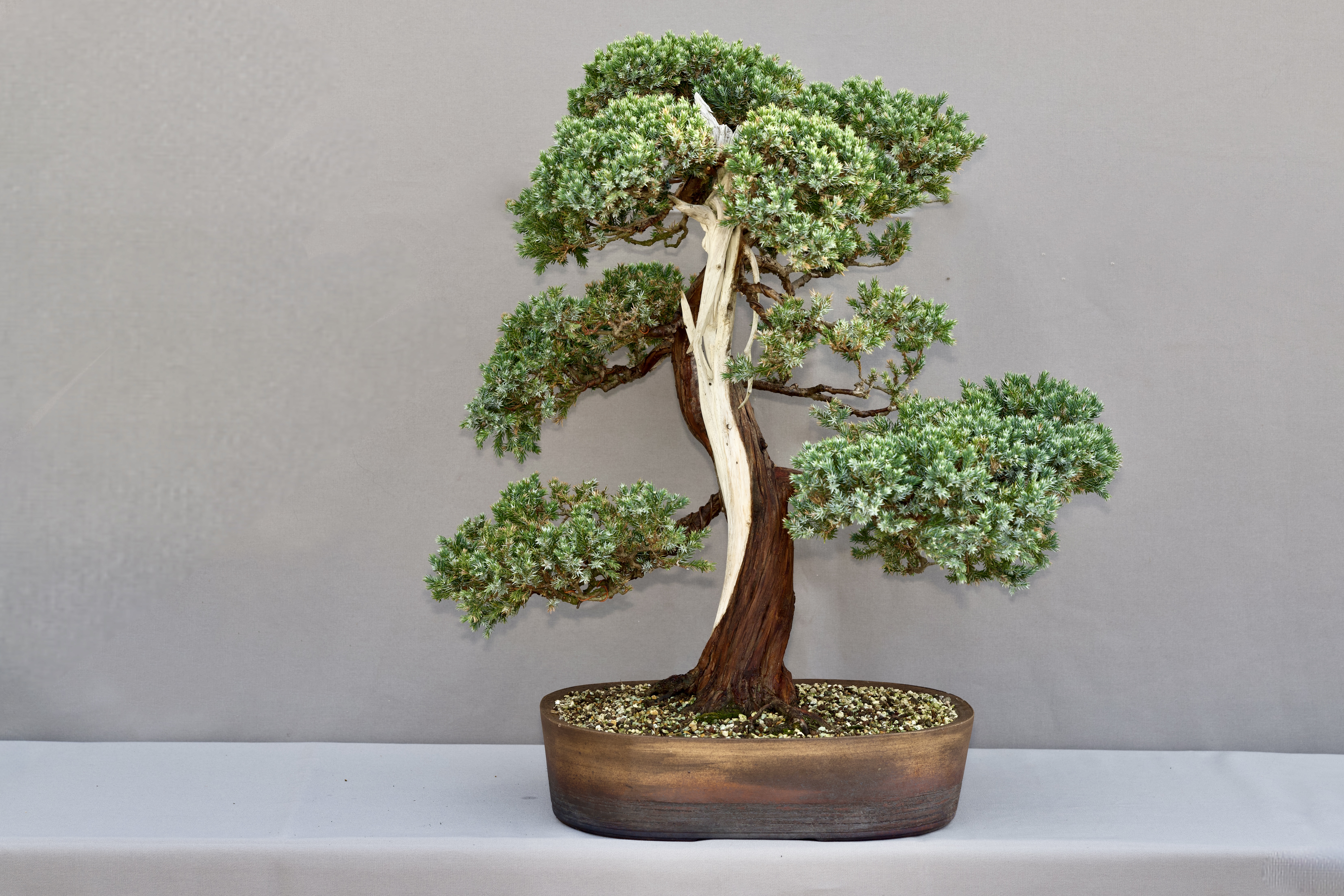 Platz 3 - Baum Nr. 24: Schuppen-Wachholder (Juniperus squamata) als frei aufrechte Form